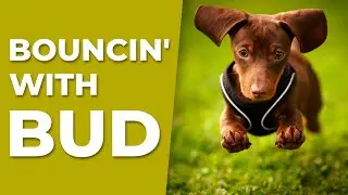 Bebop meets Stride Piano: BOUNCIN' WITH BUD