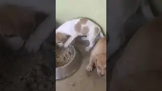 bullykutta pupies available #dog #bullykutta #funny #doglover #hoomans #alangu #dogowner #funnydogs