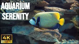 4K Aquarium Ambience 🐠 Relaxing Underwater Fish &bull; Deep Ocean Relaxation