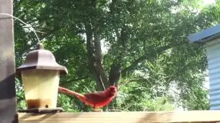 Cardinal Bird Male and Female Corpus Christi Texas