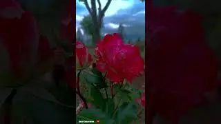 Saanso ki mala pai#whatsappstatus #youtubeshorts #viral #sajucreations#reels