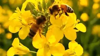 Honey Bee:Collecting nectar from beautiful Mustard Field thus Pollination #shorts #viral #reels #bee