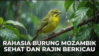 BURUNG MOZAMBIK GACOR 🔥 | Suara Ngebas & Tajam #masteranjernih #masteranburung #live