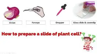 primary 6 , science , concept 1 lesson 2 brief history of the cell and microscope