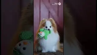 Mrs  Robinson 1968 &bull; Simon & Garfunkel &bull; Part 1 &bull; Music &bull; Kewpie Pomeranian Visits the Farm