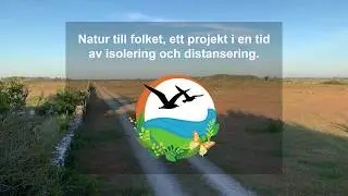 Fjärilar
