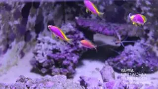 Reefwise - Coral Sea Ventralis Feeding Frenzy