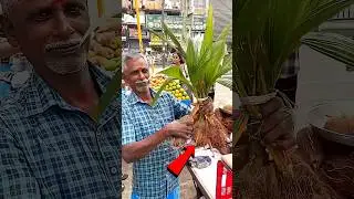 How the coconut tree spread around the world #shortvideo