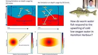 Vertical oscillations of the thermocline caused by internal waves modify fish distributions in lakes