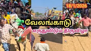ரன்னிங் வீடியோ 18/1/2026 வேலங்காடு வீதி #velankadu #bullrace #kaalaiyinkadhalanyuvi 