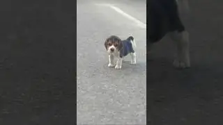 street dogs .🐕#my pug#adorable#dogs shorts#pets#puppy #youtube shorts