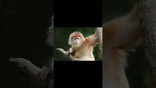 fun fact:east javan langur