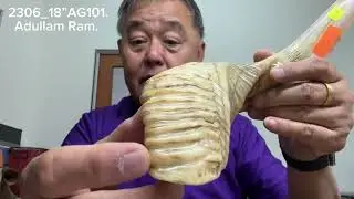 ShofarMaker v2306_18&rdquo; AG101. Adullam Gibborim Ram 2T fine tuned Shofar. Full Natural. 