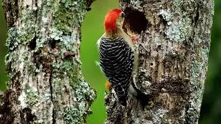beautiful relaxing music calm piano Soft music with birdsong