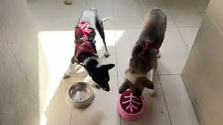 Ci Ci has no food aggression with dogs and humans.