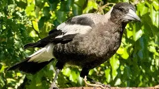 The Australian Bird Show!