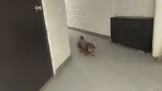 Scooby doesn't actually like to be recorded