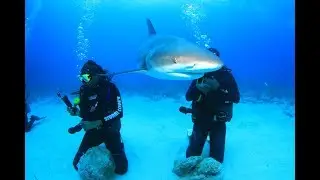 Adrenaline Junkie | Ep. 4 | Scuba Diving with Sharks