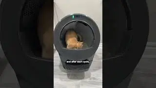 Does Litter Robot's NEW Litter Box ACTUALLY Work Well? 🤔