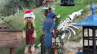 Woodshed Breakfast🐦15 Species! LIVE STREAM REPLAY Descanso, CA California Mountain Bird Feeder
