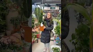 Вот это МЕЛАНОХРИЗУМ 😍!!! #комнатныерастения #цветы