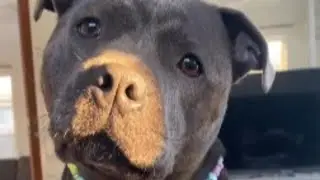 Caged dog's heartbreaking response to his first real home
