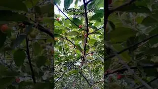 how cherries grow.growing.top.C&oacute;mo crecen la cerezas.Creciendo #garden #plants #fruit #craft #nature