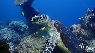 Scuba Diving in Indonesia - Dive Safari, PADI courses, Liveaboard everything here