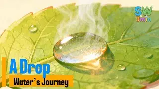 A Drop That Never Stops Moving | A Gentle Water Journey