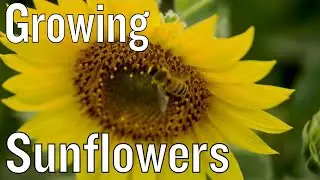 Tips for Growing Sunflowers