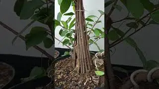 Bahan Bonsai Iprik #bonsai #caraperawatanbonsai #bonsaitree