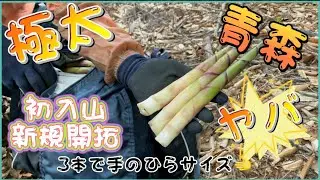 2023.5.27 八甲田山系　初入山と秘密㊙️の場所　極太竹の子を求めて。＃竹の子＃青森＃山菜採り＃さんさい倶楽部#根曲り竹＃八甲田山