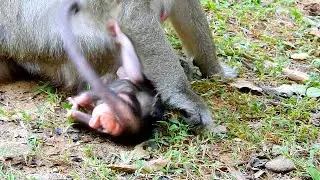 Baby monkey