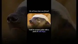 Гангстер Саванны 🦡