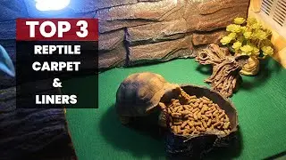 The Best Reptile Carpet and Liners for a Clean and Safe Habitat