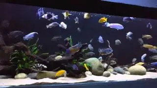 Overstocked Cichlid Aquarium