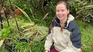 Growing Sugarcane Part 2; Specifics of Care