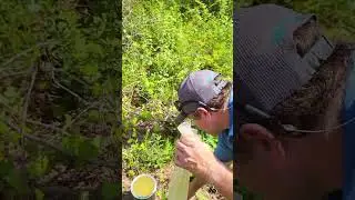 #Turpentine #pineresin #pinesap #sap #oleoresin #essentialoils #slash #pine #slashpine (2)