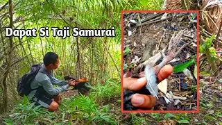 Pasang dan Cek jerat punai malah dapat si jantan merah taji Samurai, sungguh beruntung