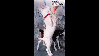Khassi Ka Khel Shru | khassi goat | @idgoatentertainment