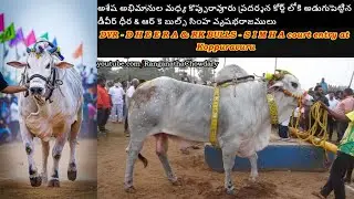 DVR MEMORIAL - DHEERA & RK BULLS - SIMHA mass entry with fans at Koppuravuru Ongole Bulls Show court