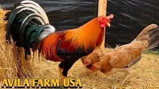 Sweater Blueface Roundhead - AVILA FARM USA