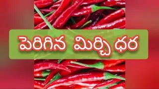 Guntur mirchi market rate today | 05-09-2024