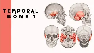 العظم الصدغي 1 - temporal bone 