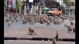 Planet Of The Apes! Hundreds Of Hungry Monkeys Swarm Across Thai Street