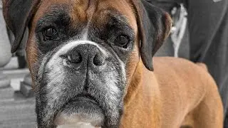 Why Pets Are Important to Our Mental Health