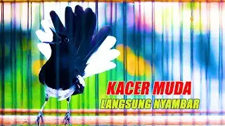 KACER GACOR BUKA EKOR, PANCINGAN KACER MUDA AGAR CEPAT GACOR