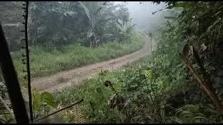 menunggu babi nangoi masuk ke kawasan kebun,,
