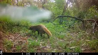 Rare Sounds of Jaguarundis: Cubs Communicating in the Wild