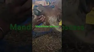Mandibular #abscesses #edema #swelling #cow #pain